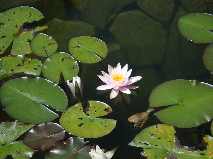 Waterlily, jezero, cvetje, narave, lokvanj, ribnik, Lotus lokvanj