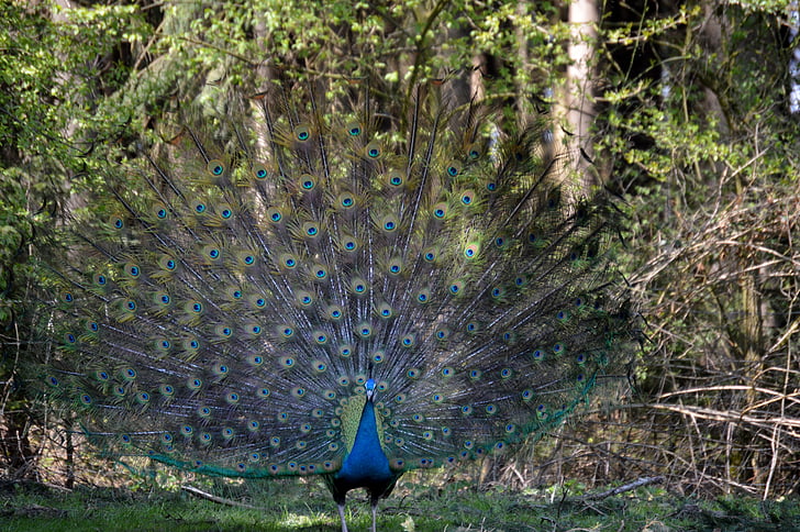 peacock, feather, bird, peacock feathers, colorful, animal, plumage