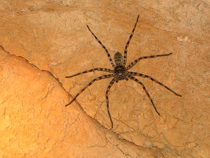 pók, Huntsman, Arachnid, Ausztrália