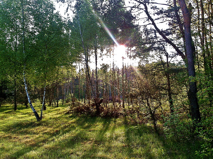 slunce, strom, Příroda