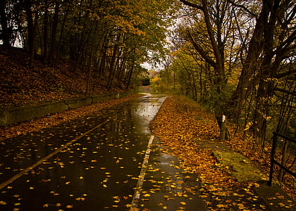 marró, arbres, alta, manera, carretera, mullat, pluja