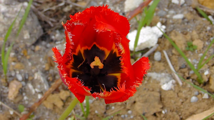 Tulipa, flor, flor, vermelho, Verão, cálice, flor