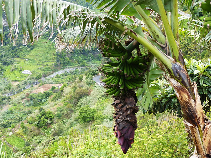 banánt Pálma, Blossom, Bloom, Madeira