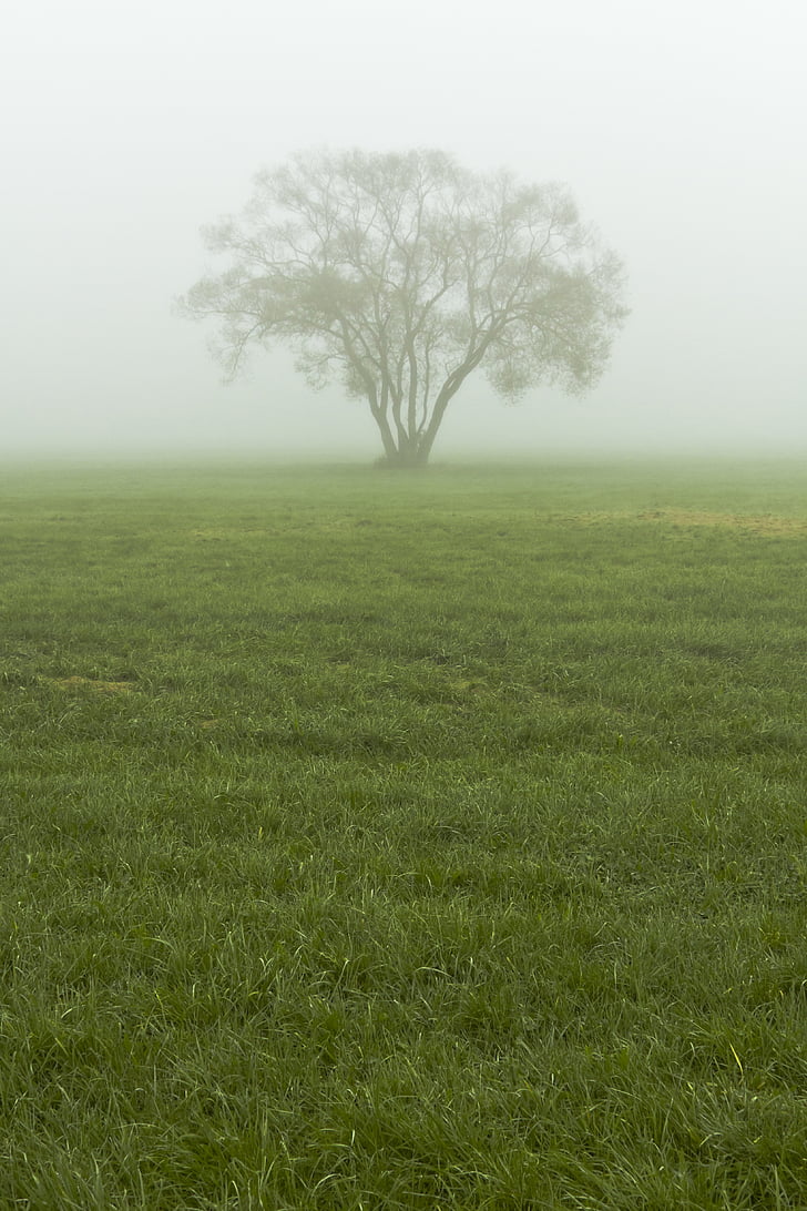 мъгла, мъгла, дърво, природата, пейзаж, Есен, мистерия