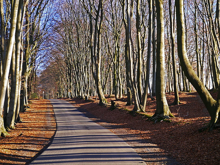 forêt de Teutoburg, chemin forestier, bois de hêtre, Hermann façon, crête, journée d’hiver, nature