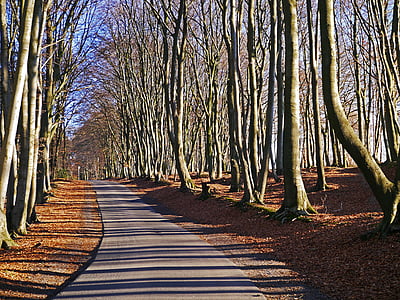 forêt de Teutoburg, chemin forestier, bois de hêtre, Hermann façon, crête, journée d’hiver, nature