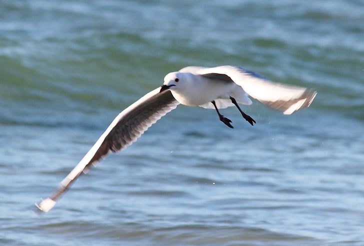 seagull, flight, beach, sea, fly, ocean, flying