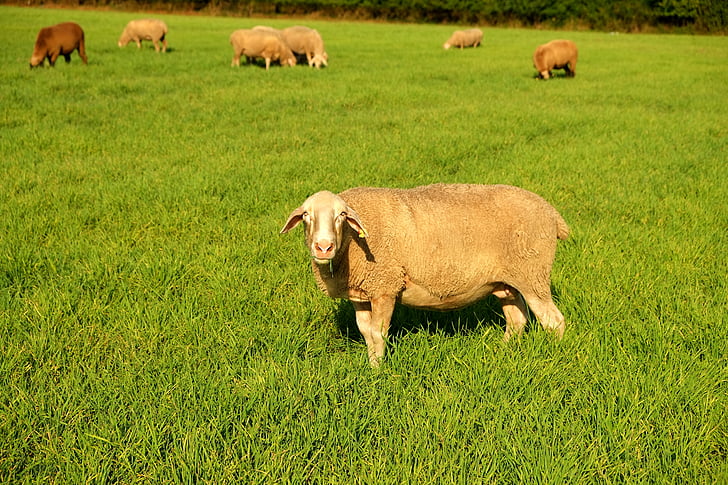 羊, 牧草地, 家畜, 草原, 放牧, 自然, ウール