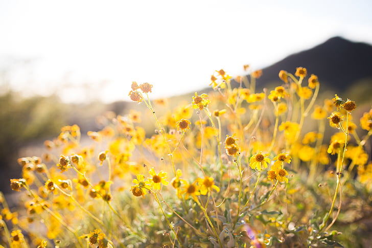bloom, blossom, close-up, flora, flowers, nature, outdoors