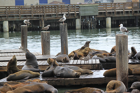sea lions, bay, san francisco, california