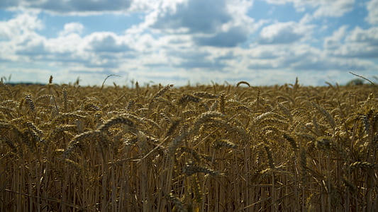 小麦, 舞天, 収穫, フルーツの事実, 完全飽, 農業, 自然