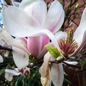 magnolija, žiedų, žydėti, puodelis, pavasarį, rožinė, gėlė