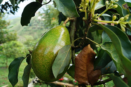 αβοκάντο, αβοκάντο δέντρο, φρούτα, Φαγητό και ποτό, πράσινο χρώμα, τροφίμων, υγιεινή διατροφή