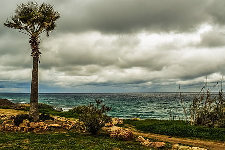 árbol de Palma, Costa, mar, camino de ronda, cielo, nubes, paisaje