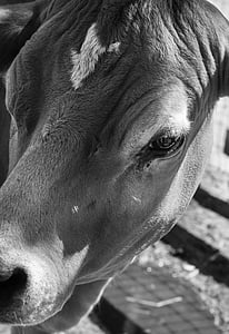 sapi, hitam dan putih, pertanian, pertanian, hewan, susu, ternak