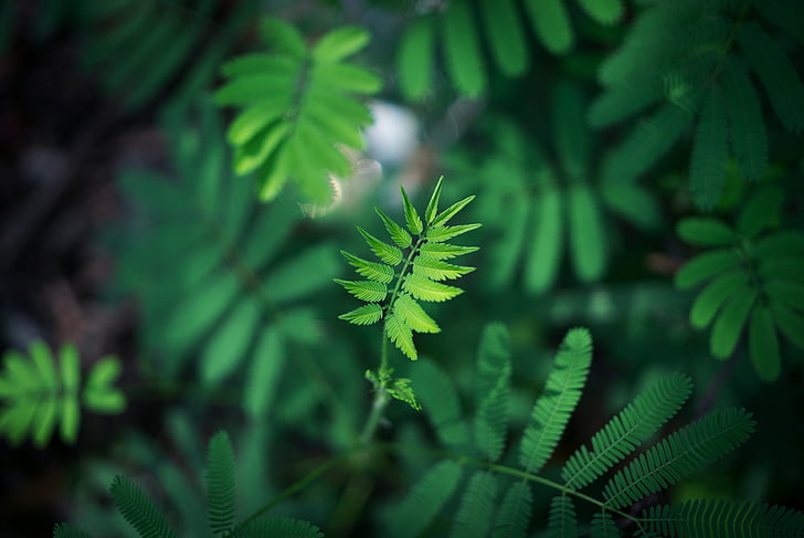 Close-up, verde, foglie, macro, piante, natura, colore verde