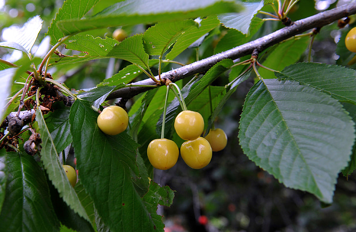 cerezo, fruta, jardín