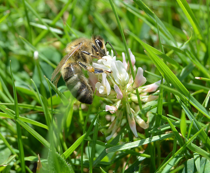 honey bee, bee, klee, grass, meadow, pollen, plant