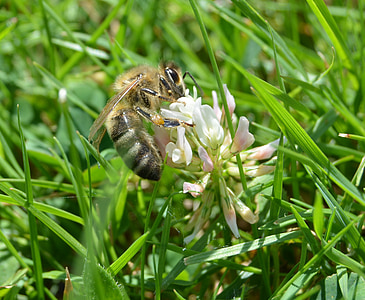 honungsbiet, Bee, Klee, gräs, äng, pollen, Anläggningen