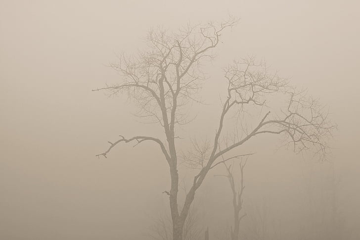 withered, tree, trees, fog, haze, bare tree, winter