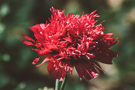 amapola, rojo, Amapola Roja, flor, flor de amapola, flor, floración