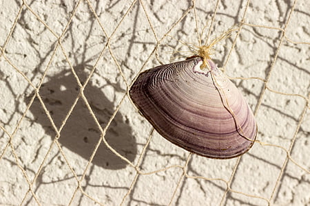 shell, network, deco, fishing net, decoration, collect, baltic sea
