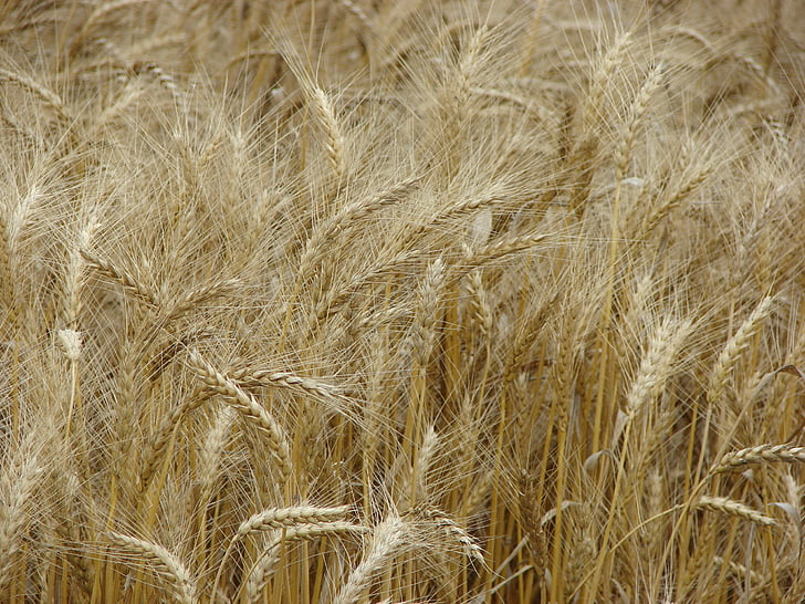 pšenica, pšenica šiljak, polje pšenice, žitarice, šiljak zrna, sjeme, Poljoprivreda