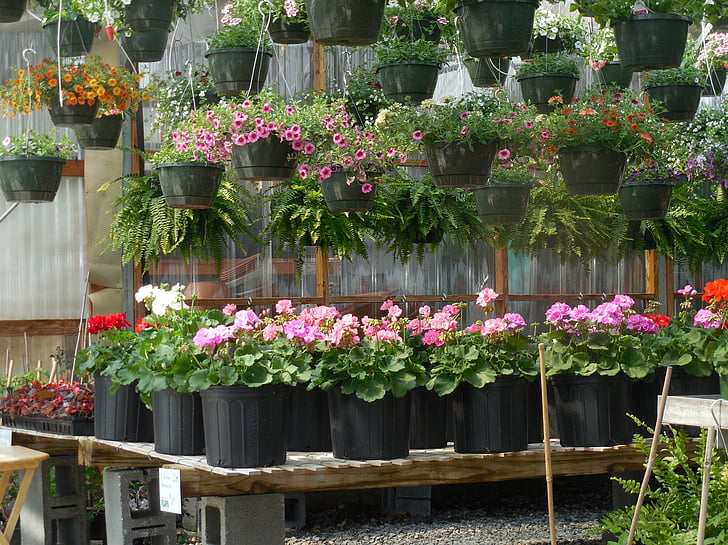 flores, com efeito de estufa, jardim, planta, verde, jardinagem, horticultura