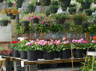 ziedi, siltumnīcefekta, dārza, augu, zaļa, dārzkopība, dārzkopības