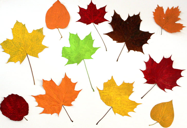 Bladeren, kleurrijke, herfst, Collage, Fall gebladerte, natuur, blad