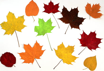 foglie, colorato, autunno, Collage, fogliame di caduta, natura, foglia