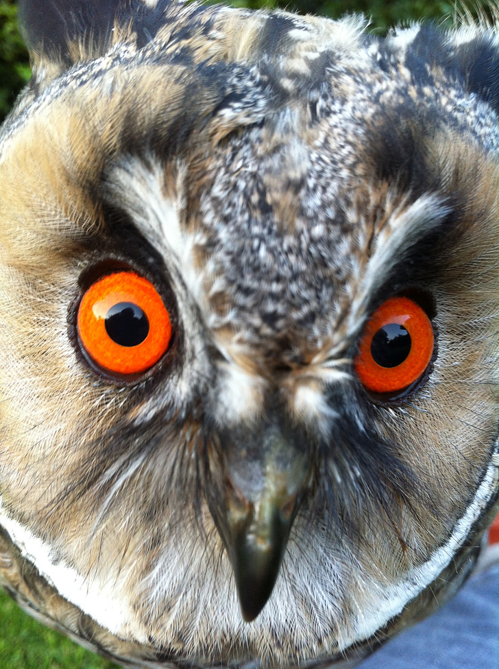 Long-eared owl, Sowa, dziki ptak