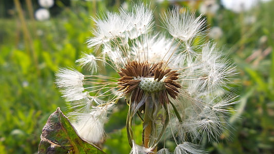 white, faded dandelion, fluff, grass, flower, macro