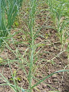 Allium, антиоксидант, общи, Градина, чесън, Грийн, тревни