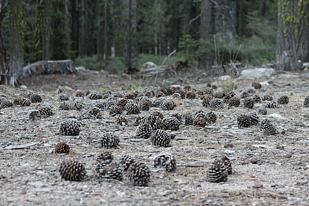 pine cones, ground, forest, woods, nature, trees, environment