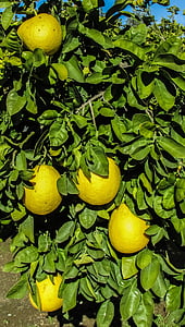 cyprus, mosfiloti, grapefruit, yard, fruit, citrus Fruit, food