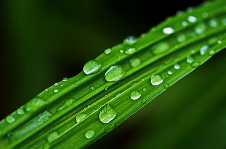 dež, kapljice, vode, mokro, narave, tekočina, kapljice dežja