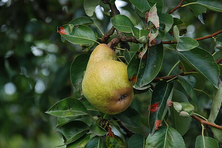 pear, tree, fruit, fruits, nature, healthy, vitamins