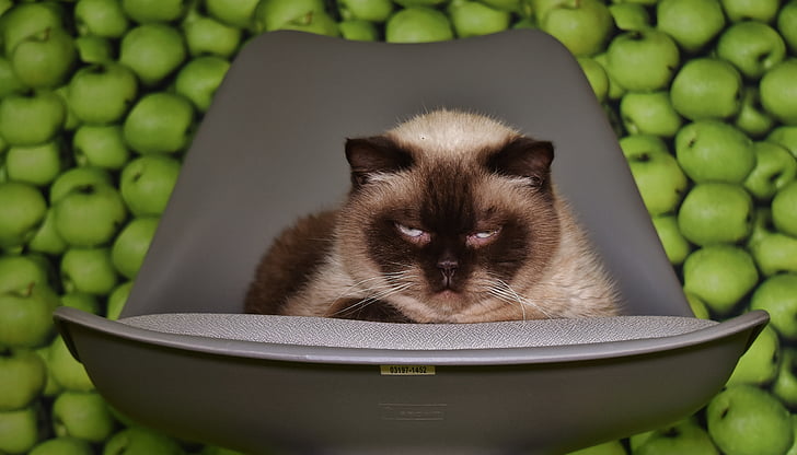 kėdė, katė, susirūpinimą, pavargę, fono, obuolių, juokingas
