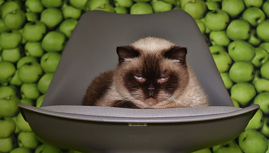 เก้าอี้, แมว, ความกังวล, เหนื่อย, พื้นหลัง, แอปเปิ้ล, ตลก
