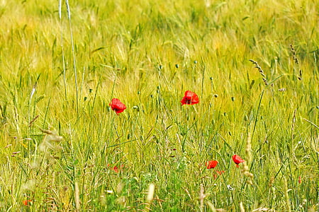 spring, field, flowers, grass, poppies, red, green