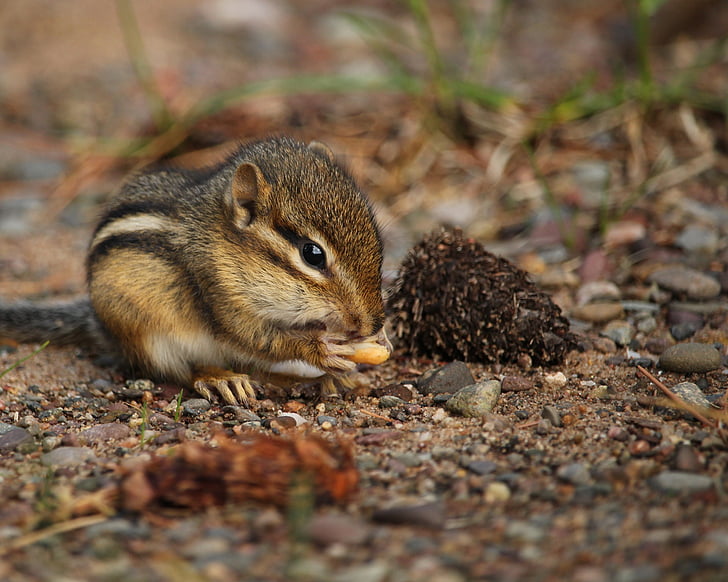 chipmunk, nibbling, cute, rodent, eating, wildlife, nature