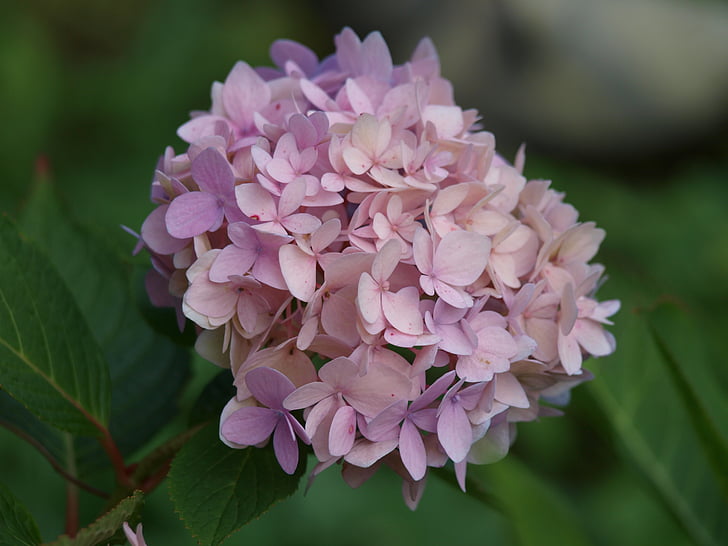 Hortensia, lill, Hortensia taimed, Hortensia lill, Õisik, roosa, Bloom