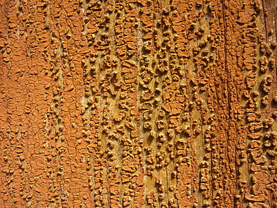 vecchia vernice, fiocco, esposto all'aria, legno, legno vecchio, porta in legno, marrone
