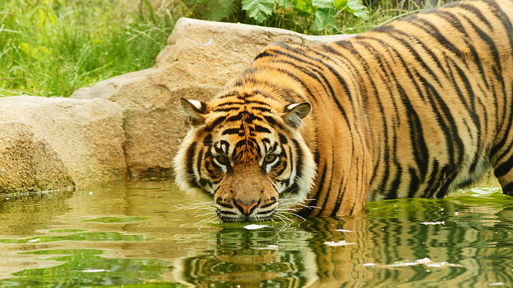Tygr, sumaterský, kočka, kočkovitá šelma, masožravec, pruhovaný, predátor