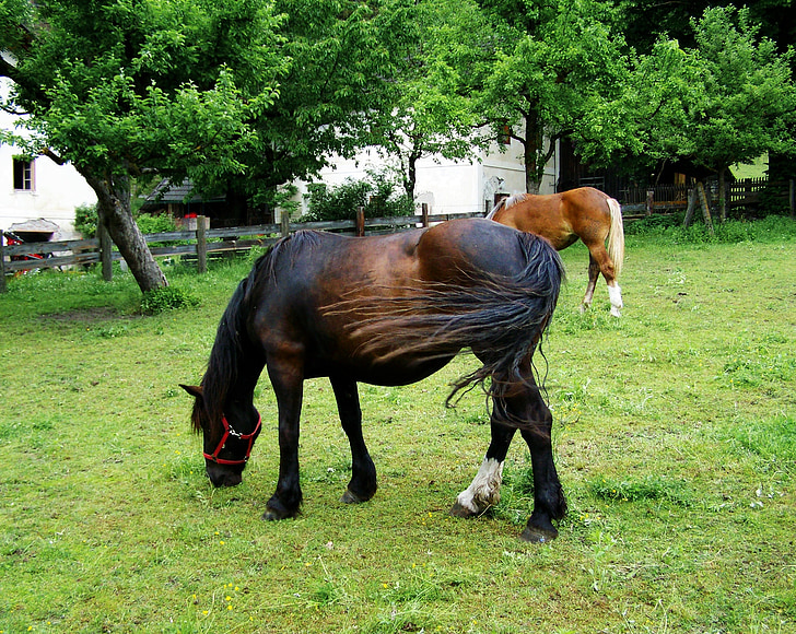 ngựa ăn cỏ, ngựa màu nâu sẫm, động vật