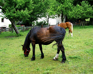 kuda yang merumput, kuda cokelat gelap, hewan