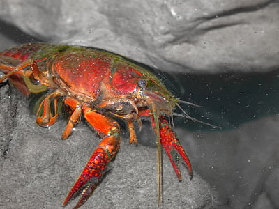 Amerika kepiting, Lobster, batu, pinset, Sungai, Spesies invasif, wabah