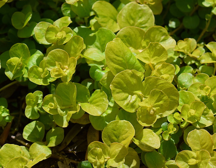 moneywort emas, penutup tanah, tanaman, Flora, alam, kuning, warna-warni
