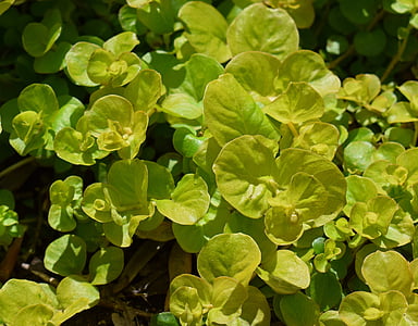 moneywort doré, couvre-sol, plante, flore, nature, jaune, coloré